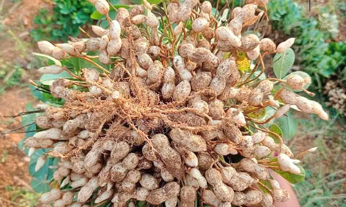 புதிய நிலக்கடலை பயிர் சாகுபடி செய்ய மானியம்