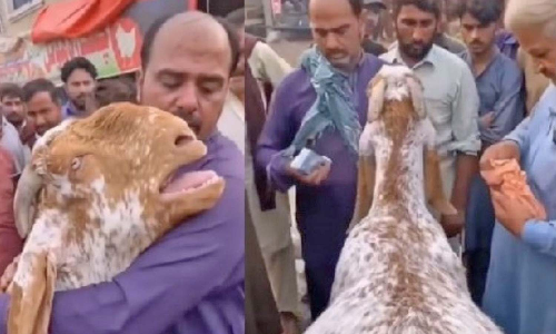 கால்நடை சந்தையில் ருசிகரம்- வாங்கியவருடன் செல்ல மறுத்து உரிமையாளரை கட்டிப்பிடித்து அழுத ஆடு