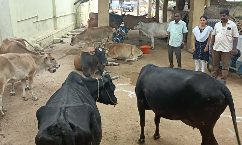 சாலைகளில் சுற்றி திரிந்த மாடுகள் பறிமுதல்