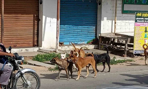பல்லடம் பகுதியில் தெருநாய்கள் தொல்லையால் பொதுமக்கள் அச்சம்