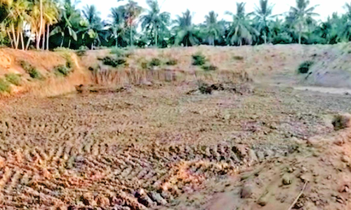 மழை காலத்திற்கு முன்பு அனைத்து குளங்களையும் தூர்வாரி பராமரிக்க வேண்டும்-உடன்குடி விவசாயிகள் கோரிக்கை