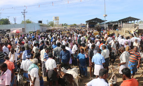 ஆடிமாதம் கொடை விழாவை முன்னிட்டு மேலப்பாளையம் சந்தையில் ஆடுகள் விற்பனை மும்முரம்