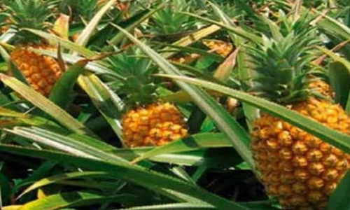 கொல்லிமலையில் இருந்து   சேலத்திற்கு அன்னாசி வரத்து அதிகரிப்பு