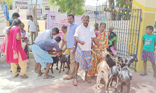 பயனாளிகளுக்கு இலவச ஆடுகள்