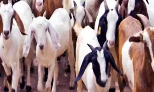 தொடர்ந்து பலியாகும் இலவச ஆடுகள் - பயனாளிகள் அதிர்ச்சி