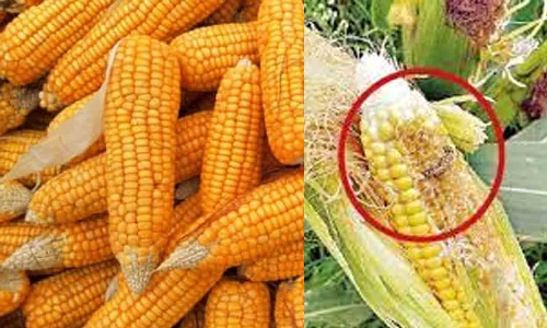 மக்காச்சோளத்தில் படைப்புழுக்களை  கட்டுப்படுத்தும் வழிமுறைகள் -  வேளாண்துறை விளக்கம்