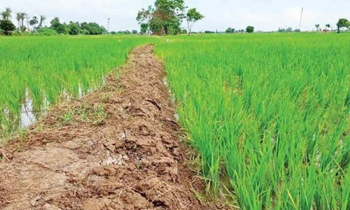 காரி பருவ பயிர் சாகுபடி -  வேளாண் நிலங்களில் கள ஆய்வு