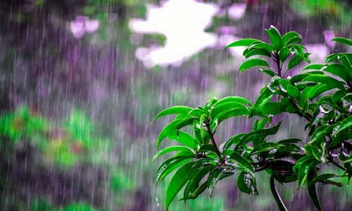 தொடரும் மழையால் விவசாயிகள் மகிழ்ச்சி