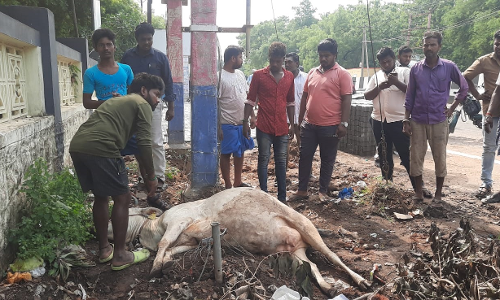 டிரான்பார்மரில்  மின் கசிவால் பசுமாடு இறப்பு