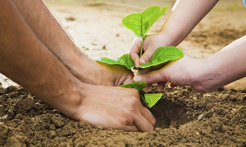 காவேரி கூக்குரல் இயக்கம் சார்பில் மரம் வளர்ப்பு பயிற்சி