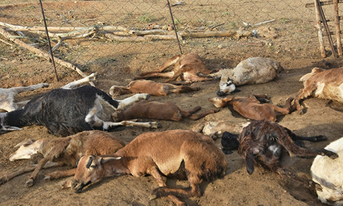 மானூரில் தொழுவத்தில் புகுந்து  17 ஆடுகளை கொன்ற நாய்கள்-  4 குட்டிகளை தூக்கி சென்றது