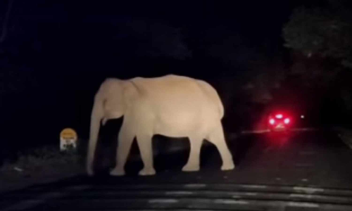 ரோட்டில் நின்ற ஒற்றை யானை