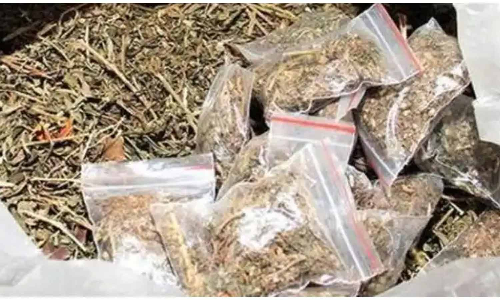 கஞ்சா விற்ற முதியவர் கைது