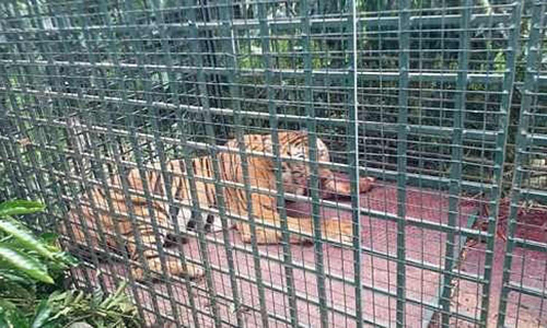 கூடலூர் அருகே அட்டகாசம் செய்த பெண் புலி சிக்கியது