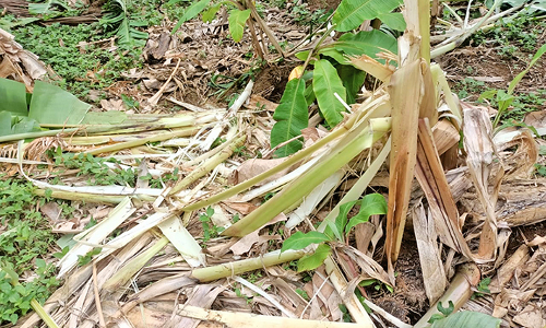 காட்டு யானைகள் அட்டகாசம்-யானைகளை வனத்துக்குள் அனுப்ப வனத்துறையினர் முகாம்
