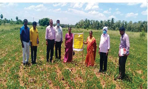 உளுந்து பயிரிடப்பட்ட பண்ணையை அதிகாரிகள் ஆய்வு