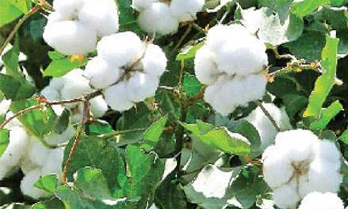 ரூ.3½ கோடிக்கு பருத்தி விற்பனை