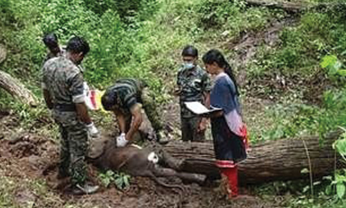 இறந்து கிடந்த 3 மாத பெண் யானை குட்டி