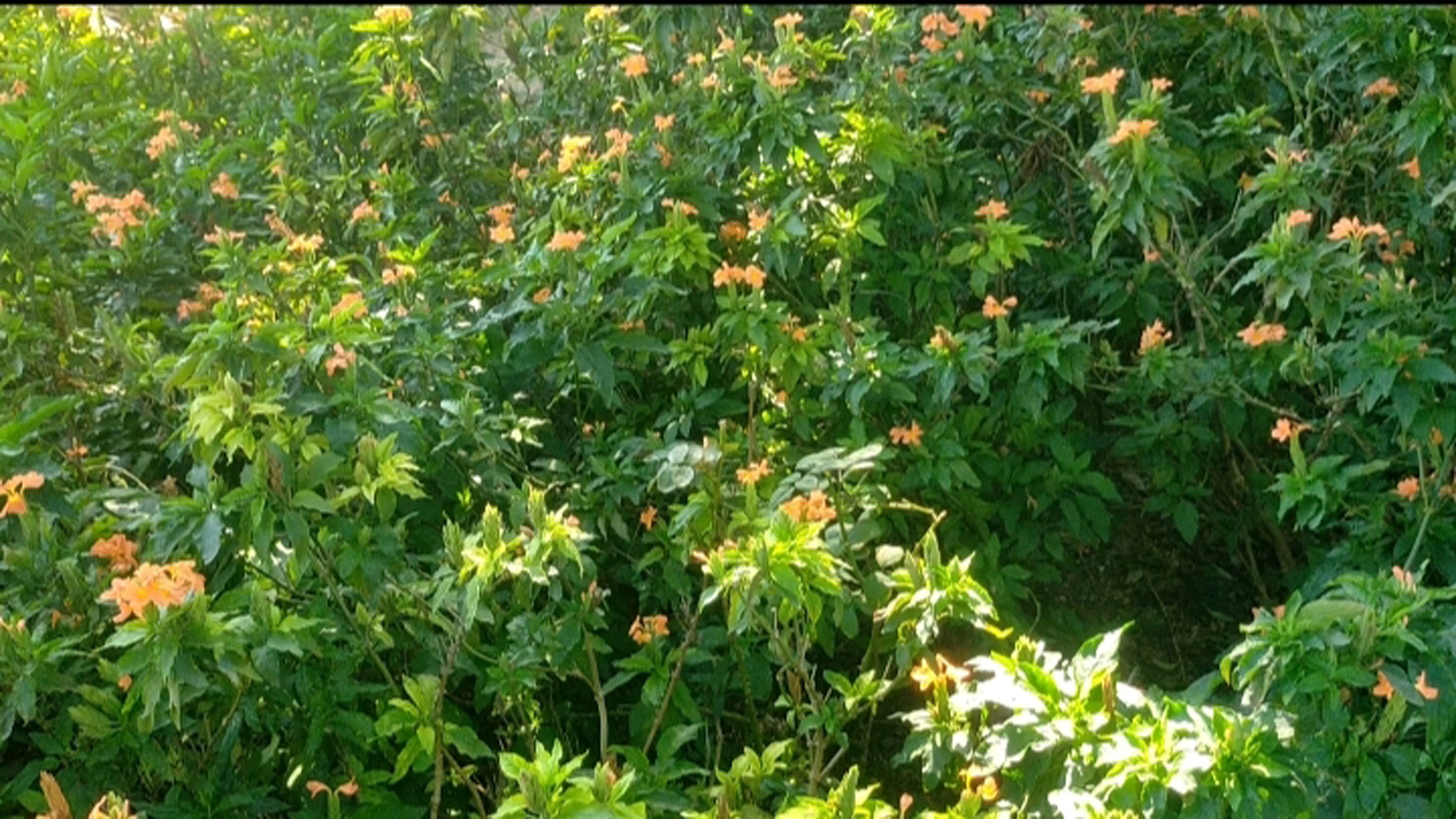 ஆடி மாத கிருத்திகையை முன்னிட்டு பூக்கள் விலை உயர்வு ஆடி மாத கிருத்திகையை முன்னிட்டு பூக்கள் விலை உயர்வு