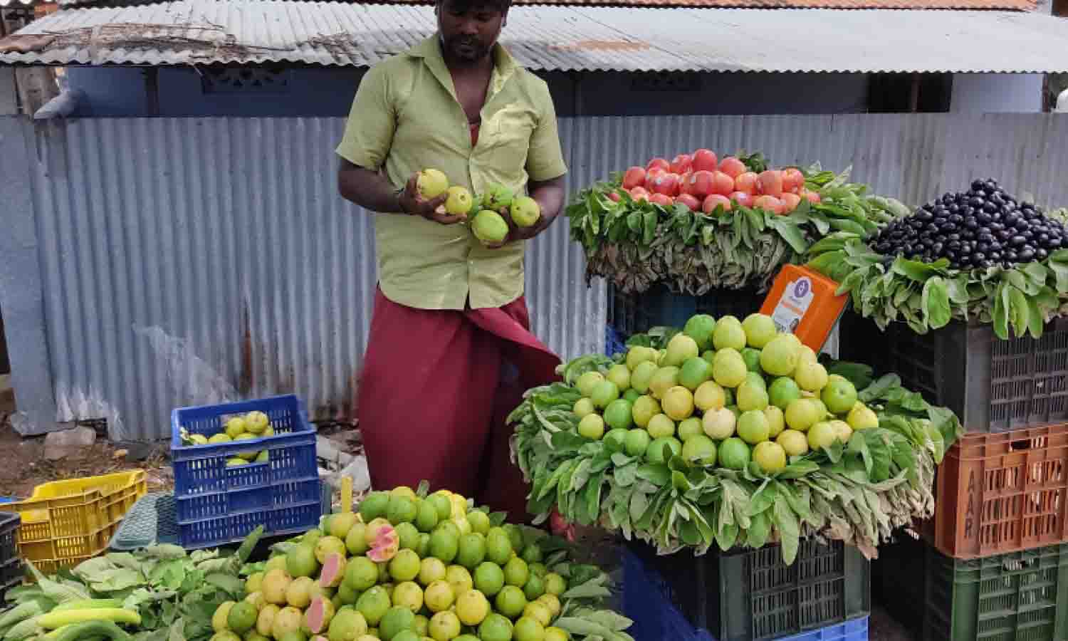 உடுமலையில்  சிவப்பு கொய்யாப்பழ விற்பனை அமோகம்