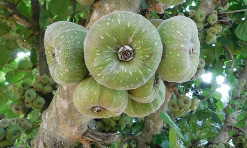 குன்னூரில் காய்த்து குலுங்கும் அத்திபழங்கள்