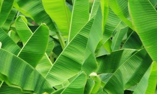 தொடர் முகூர்த்தம் எதிரொலி- ஈரோடு மார்க்கெட்டில் வாழை இலை விலை இரண்டு மடங்கு உயர்வு