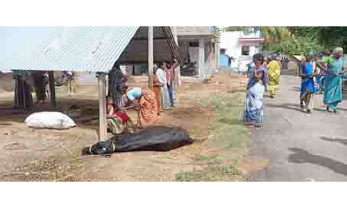 போச்சம்பள்ளி அருகே  மின்வயர் அறுந்து விழுந்ததில் பசுமாடு பலி