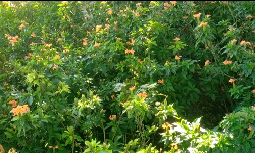 ஆடி மாத கிருத்திகையை முன்னிட்டு பூக்கள் விலை உயர்வு