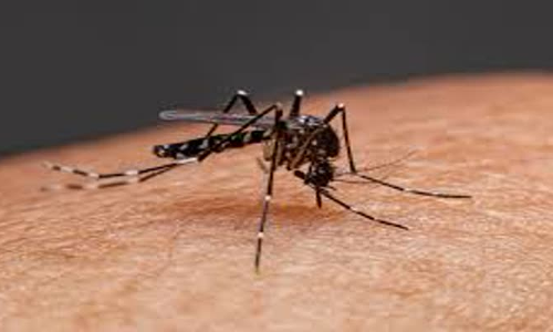 ஆற்காட்டில் மாணவருக்கு டெங்கு காய்ச்சல்