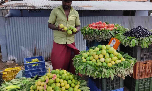 உடுமலையில்  சிவப்பு கொய்யாப்பழ விற்பனை அமோகம்