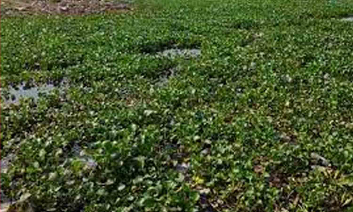 மங்கலம் அக்ரஹாரப்புத்தூர் பகுதியில்  தரைப்பாலத்தில் சிக்கிய ஆகாயத்தாமரைகள் அகற்றம்