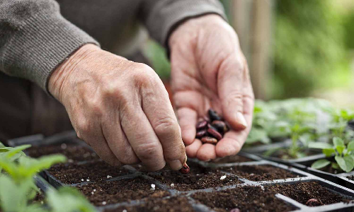 சான்று பெற்ற தரமான விதைகள் மூலம் கூடுதல் மகசூல் ஈட்ட முடியும் -  விதைச்சான்று அதிகாரி அறிவுறுத்தல்