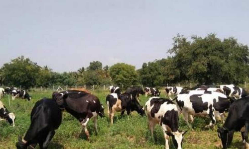 மழையால் பூர்த்தியான கால்நடை தீவனம்