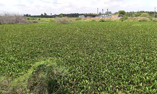 120 ஏக்கர் பரப்பளவு பாசன வசதி கொண்ட கண்மாயை சுத்தம்  செய்ய கோரிக்கை