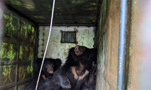 கோத்தகிரியில் அட்டகாசத்தில் ஈடுபட்ட மற்றொரு கரடியை பிடிக்க வனத்துறை தீவிரம்
