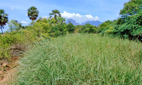 களக்காடு அருகே புதர் மண்டி கிடக்கும் கால்வாய்