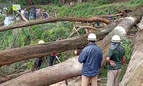 ஊட்டி அருகே மரம் விழுந்து 2 மணி நேரம் போக்குவரத்து பாதிப்பு