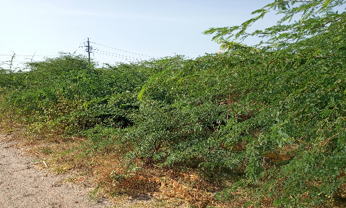 புதியம்புத்தூரில் மழைநீர் ஓடைகளில் முட்செடிகள் அகற்றப்படுமா?