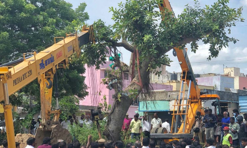 70 ஆண்டு பழமையான ஆலமரம் வேரோடு பிடுங்கி வேறு இடத்தில் நடப்பட்டது-  அமைச்சர் தா.மோ.அன்பரசன் பார்வையிட்டார்