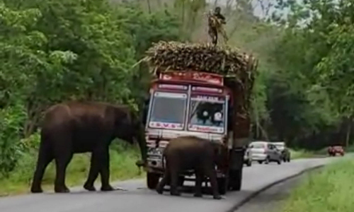 தமிழக-கர்நாடக எல்லையில் கரும்பு லாரியை வழிமறித்த யானைகள்