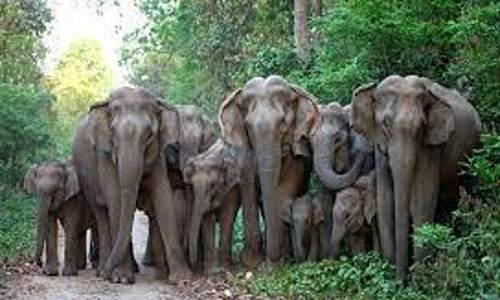 காட்டு யானைகளை கண்காணிக்க 2 கும்கி யானைகள் வரவழைப்பு