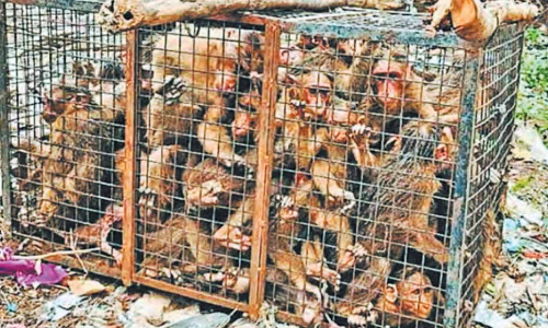 ஒரே கூண்டில் 70-க்கும் மேற்பட்ட குரங்குகளை அடைத்து சித்ரவதையா?- வனத்துறை விளக்கம்