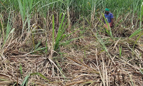 கருப்பன் யானை மீண்டும் அட்டகாசம்