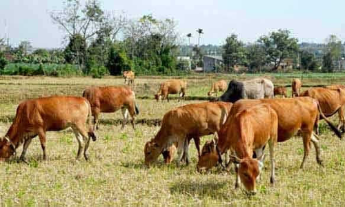 செஸ் ஒலிம்பியாட்: கிழக்கு கடற்கரை சாலையில் திரிந்த கால்நடைகள், குரங்குகள் பிடிபட்டன