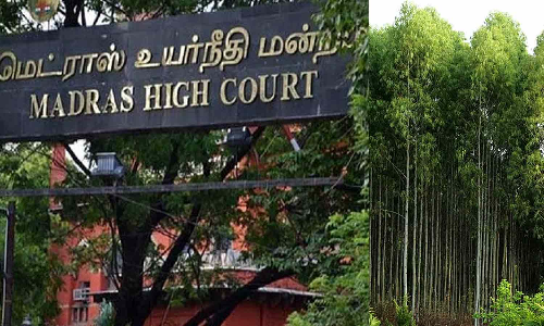 தமிழகத்தில் இனி யூக்கலிப்டஸ் மரங்களை நடக் கூடாது- அரசுக்கு, உயர்நீதிமன்றம் உத்தரவு