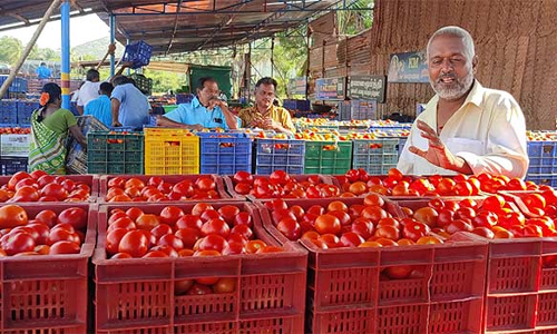 ஒட்டன்சத்திரம் மார்க்கெட்டில் தக்காளி விளைச்சல் அதிகரிப்பால் கடும் விலை வீழ்ச்சி