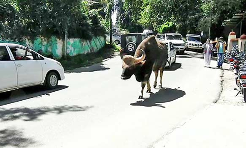 கொடைக்கானலில் மக்களை மிரட்டி வரும் காட்டெருமைகளால் பீதி