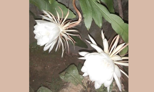 ஆற்றூர் அருகே இரவில் பூக்கும் பிரம்ம கமலம் செடி