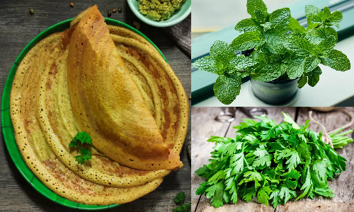 புதினா கொத்தமல்லி தோசை