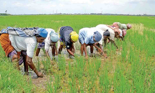 ஊக்கத்தொகைக்கான பதிவு பணி - சர்வர் பிரச்சினையால் விவசாயிகள் தவிப்பு